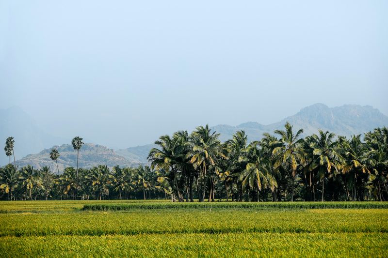 Green fields lined with tall coconut palms under a clear sky