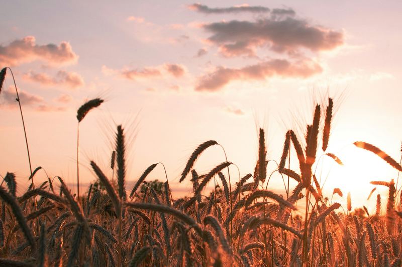 Corn field glowing in golden hour light